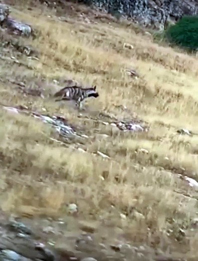 Dünyada kırmızı listede aranıyordu... Türkiye'de de yaşadığı kanıtlanmıştı ama görülmüyordu. Yozgat'ta bir anda ortaya çıktı - Resim : 1