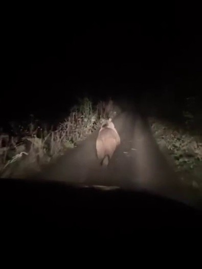 Karabük'te gece otomobiliyle giden vatandaşın aniden önünde belirdi. Farları görünce arkasına bakmadan koşmaya başladı - Resim : 1