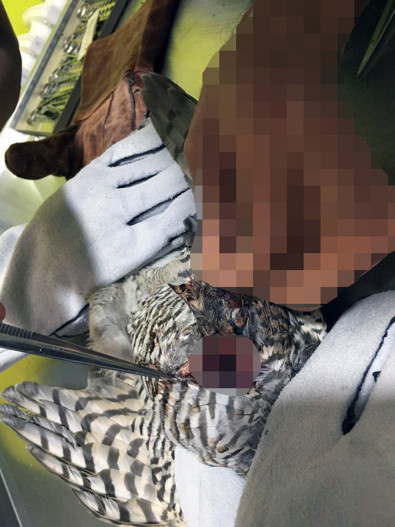 Ormanda yürüyüşe çıkan vatandaşlar, kanlar içinde bulup yetkililere teslim etti. Uzman, korkunç gerçeği açıkladı. İnsanlar yüzünden bu halde - Resim : 1