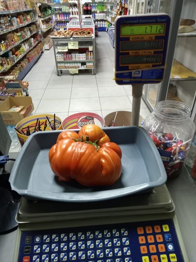 Daha önce bu kadar büyüğünü görmediniz! Tam 1 kilo 712 gram olan dev sebze hem kocaman hem organik - Resim : 1