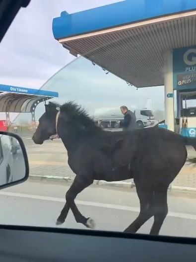 Bursa'da caddenin ortasına atlayıp arabalarla yarışmaya başladı. Onu gören sürücüler neye uğradığını şaşırdı - Resim : 1