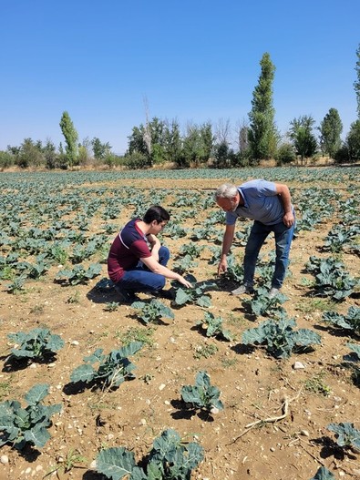 Afyonkarahisar'da, Tarım ve Orman Müdürlüğü ekipleri inceleme başlattı. Sağlık deposu sebzenin ekili alanları kontrol edildi - Resim : 1