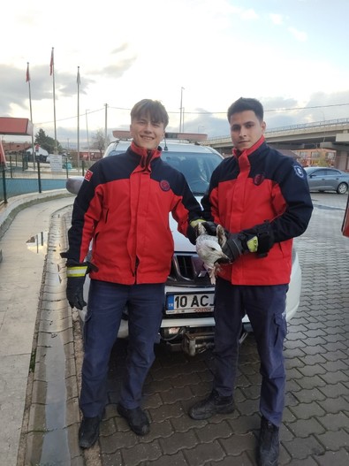 Balıkesir'de ayağı kırık halde ağaçta mahsur kaldı. İmdadına belediye ekipleri yetişti - Resim : 2