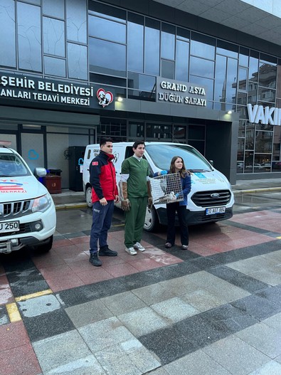 Balıkesir'de ayağı kırık halde ağaçta mahsur kaldı. İmdadına belediye ekipleri yetişti - Resim : 1