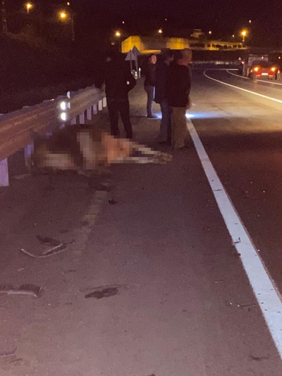 Bartın'da gece vakti başıboş inek, karayoluna çıktı. Sonu kötü bitti - Resim : 1