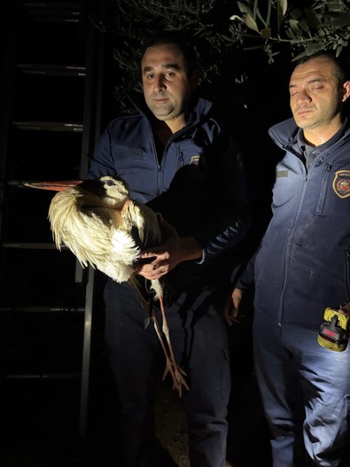 Hatay'da ağaçta mahsur kaldığını gören vatandaşlar itfaiye ekiplerine bildirdi. Ayağına misina dolanan göçmen hayvan kurtarıldı - Resim : 1