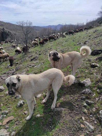 Elazığ'da avcılar ateş açtı. Biri telef oldu, diğeri yaralandı - Resim : 1