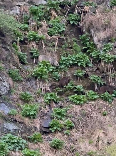 Ardahan'da Kura Nehri'ne 1,2,3 tanesi peş peşe indi. Onları gören vatandaşlar hemen bölgeden uzaklaşmak zorunda kaldı - Resim: 2