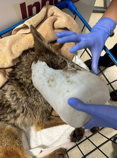 Sular altında kalan alanda kurtarılan canlının hangi canlı olduğunu anlamak imkansızdı. Çünkü kafasında kocaman plastik kova vardı. Gerçek sonra ortaya çıktı - Resim : 1