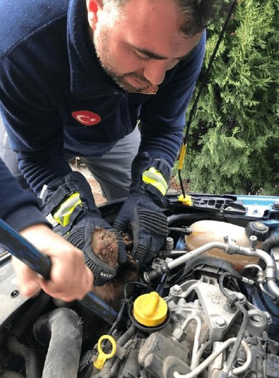 Türkiye-Sinop... Otomobilini geri geri park eden adam kaputtan duyduğu ses üzerine kaputu açınca ilginç hayvanı gördü... Kedi değil - Resim : 2
