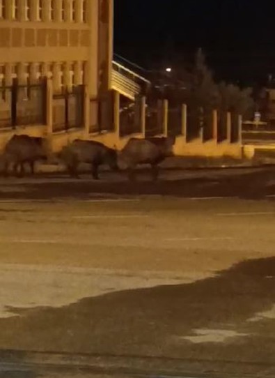 Ardahan'da önce sürü halinde merkeze indiler, yurt bahçesine girip adım adım yiyecek aradılar - Resim : 2
