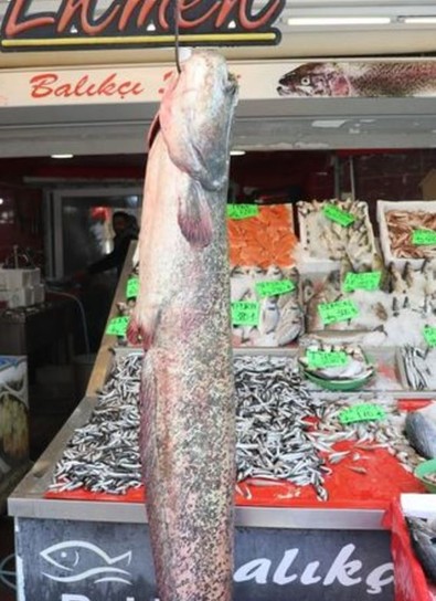 Boyu 2 metre! Kilosu 450 TL'den satılacak! Görenler şaşkın - Resim : 1