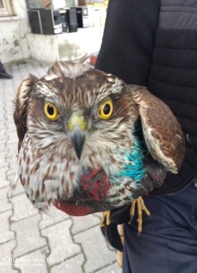 Emekli öğretmen yaralı bulduğu şahini tedavi ettirdi - Resim : 1