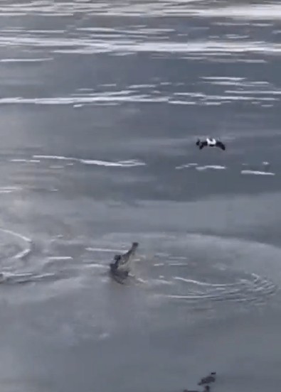 Suyun üzerinde uçarak gezen dronu fark etti. Ani bir hareket ile suyun üzerinde 1,5 metre zıplayıp dişleriyle yakaladı ve karanlık sulara çekti - Resim : 1