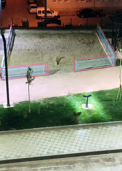 Gümüşhane'de henüz açılışı yapılmayan parkın ilk ziyaretçileri herkesi şaşırttı, önce oyun alanlarını dolaştılar sonra kum havuzunda keyif yaptılar! - Resim : 1