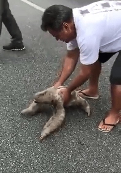 Doğanın tembel hayvanı olarak biliniyor... Yol ortasında ezilmekten kurtarıldı. Adama verdiği tepki şaşırttı - Resim : 1