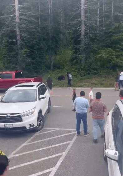 Dünyanın belalısı haline gelen vahşi hayvanı, ormanın kenarında görünce şaşırıp yanına kadar geldiler. Yaptıkları şey, büyük eleştiri aldı - Resim : 1
