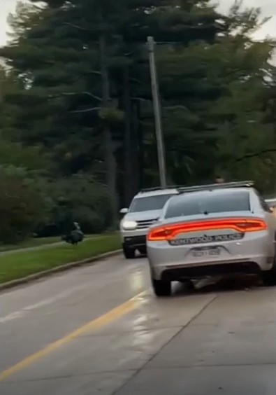 Türünün tek örneği vahşi canavar, otoyolda arabaları kovalayıp trafiği engelliyordu. Ancak halk onu bu hareketine rağmen bağrına basıp isim bile taktı - Resim : 1