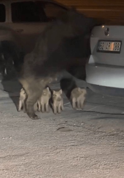 Gece vakti ortalıkta yavrularıyla birlikte görüldü... Şaşkın bakışları arasında vatandaşlar hemen fotoğrafını çekti - Resim : 1