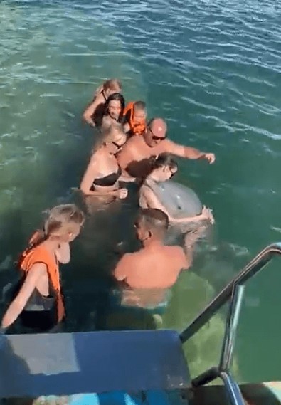 Yeter artık herkes duysun. Onları öldürmeyin... Bu video içinizi ısıtacak... İnsanların arasına gelip kendisini sevdirdi. Her canlını şefkate ihtiyacı var - Resim : 1