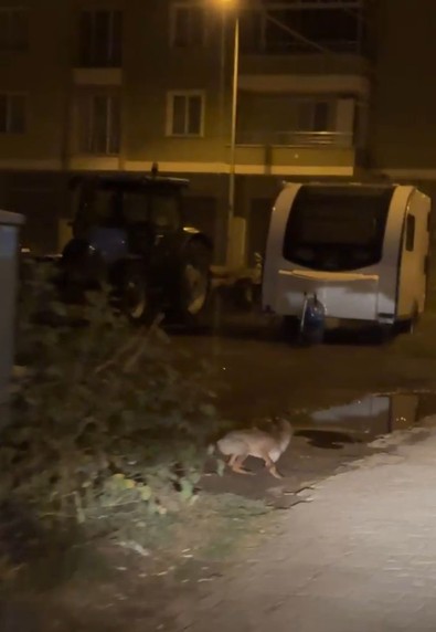 Tekirdağ'da başıboş tilki sokak sokak gezdi. Tedirginliğe yol açtı - Resim : 1