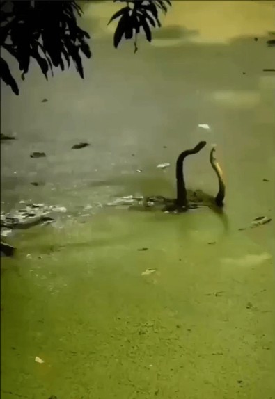 Dünyaya yılanlar hakkında çok kötü bir haber verildi... İki yılan bu şekilde görüntülendi... Hepimizi ilgilendiren o olay var burada - Resim : 1