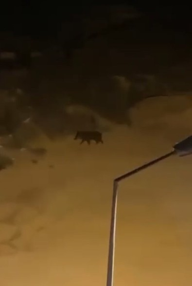 Onlarcası sürü halinde Antalya'ya indi! Gecenin karanlığında şehri gezdiler - Resim : 1