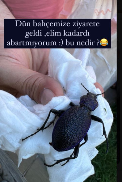 Ünlü oyuncu Pelin Akil'in evine giren hayvan endişe yarattı: Elim kadar var - Resim : 1