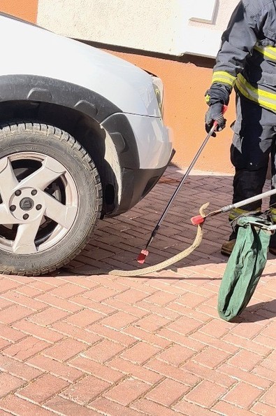 Antalya'da aracına binmek isteyen vatandaş, aracına giren vahşi canlıyı fark etti. Acilen bölgeye gelen ekipler, vahşi canlıyı arabadan çıkardı - Resim : 2