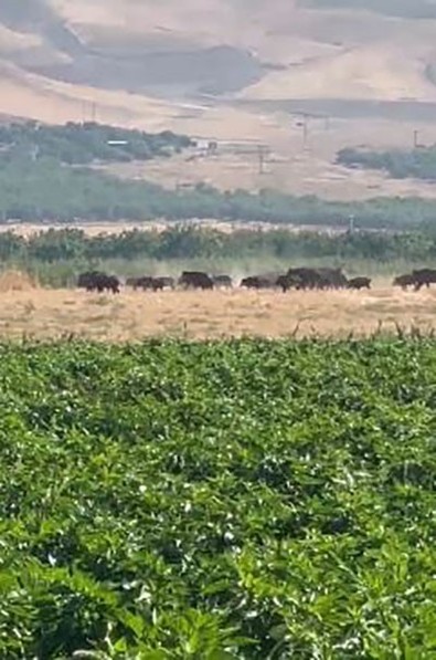 Doğanın süper istilacısı Elazığ'da ortaya çıktı - Resim : 1