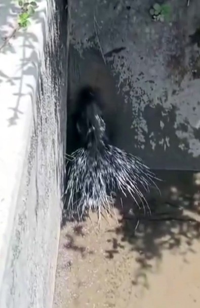 Anavatanı Afrika olan canlı, Türkiye'de Elazığ'da görüldü. Kırmızı listede korunan canlı, sulama havuzunda ortaya çıktı - Resim : 1