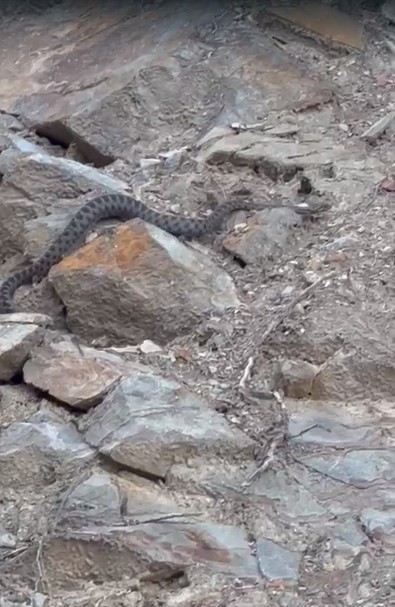 Kış uykusuna yatmak için kendine yuva arayan yılan böyle görüntülendi - Resim : 1