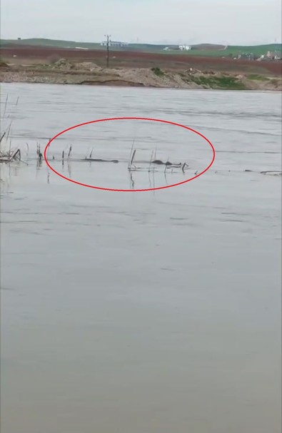 Diyarbakır'da Dicle Nehri kıyısında duran vatandaş, sudaki hareketleri fark edince onu gördü. Kaybolmadan acil kayda aldı. Nesli tükenmek üzere - Resim : 1