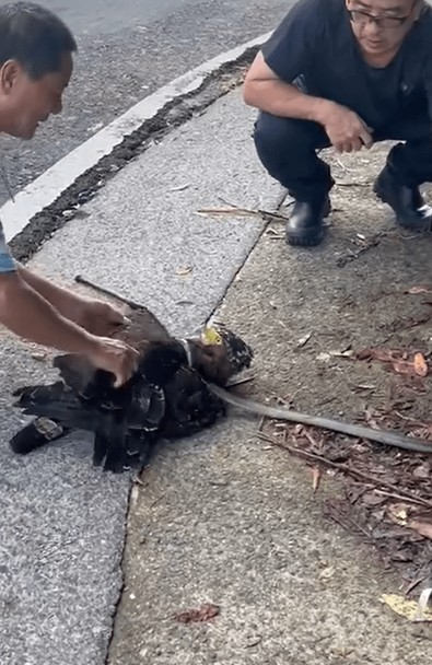 Göklerin kralı ile yeryüzünün kralının kanlı kapışması... Ümüğünü sıkana kadar bırakmadı... Gözleri yuvalarından fırladı - Resim : 2
