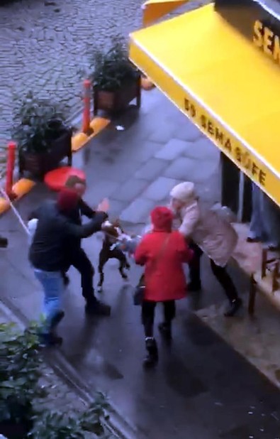 Tekirdağ'da pitbull dehşeti! Önce kadının kolunu yakaladı sonra kucağındaki köpeğe saldırdı - Resim : 1