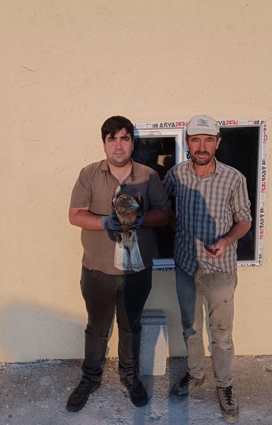 Kayseri'de duyarlı vatandaşlar tarafından bulunan yaralı canlılar, ekiplere teslim edildi. Tedavisi yapılan canlılar, tek tek yaşam alanlarına kavuşacak - Resim : 2