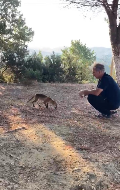 Doğanın vahşi canlısını elleri ile besledi! Önce temkinli yaklaştı sonra güvendi - Resim : 1