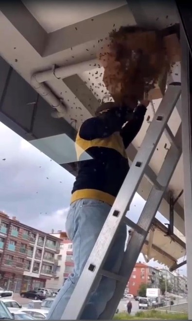 Ankara'da bir binanın tavanına binlercesi yuva yaptı! Onlardan kurtulmak istersen hepsi birden etrafı sardı... Hemen itfaiye ekipleri çağrıldı - Resim : 1