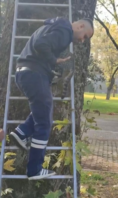 Ağaçta mahsur kalan minik kedi için kurtarma operasyonu - Resim : 1