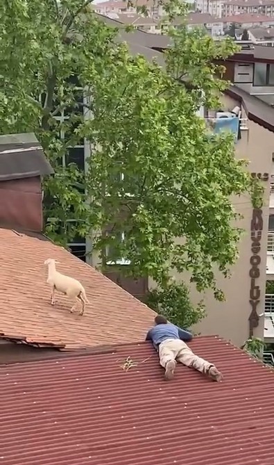 İstanbul'dan Kocaeli İzmit'e giriş yapan vatandaşlar kafalarını sola çevirdiklerinde şaşkın şaşkın onu gördü! - Resim : 1