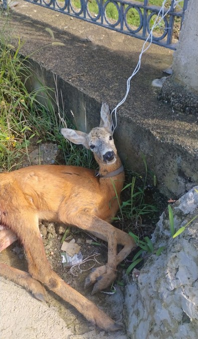 Giresun'da yaban köpeklerinin saldırısından kaçarken dereye düştü. Yardımına vatandaşlar koştu - Resim : 1