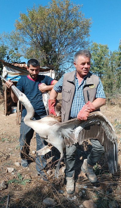 Denizli'de yaralı olarak bulunan pelikan tedavi altına alındı - Resim : 1