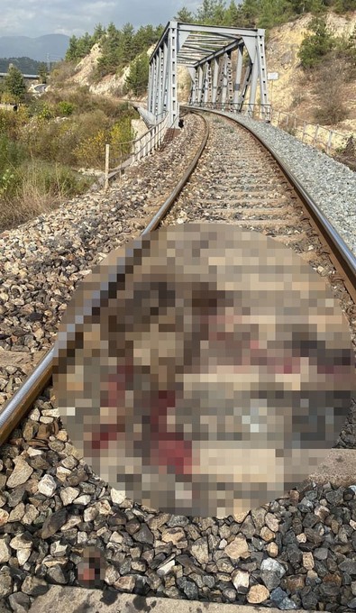 Doğanın büyük kara çocuğu 250 kilogramlık dev cüssesiyle tren raylarına fırladı. Tren fren yapamayıp ortalığı kan gölü yaptı - Resim : 1