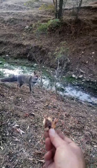 Yozgat'ta mesire alanına ziyarete gelen tilkiyi elleriyle besledi - Resim : 1