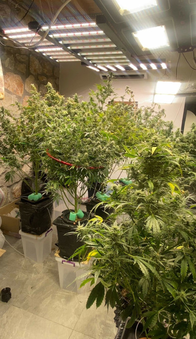 Muğla'da uyuşturucu operasyonu; Çok sayıda uyuşturucuya el konuldu! 5 tutuklama - Resim : 2