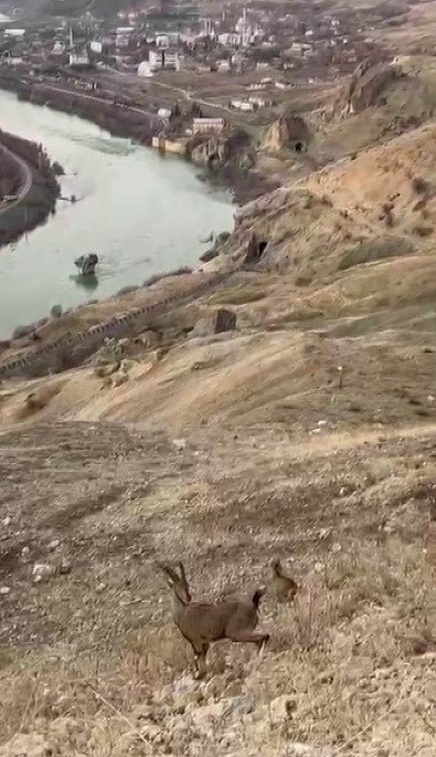 Elazığ'ın tarihi ilçesinde manzarayı çekerken onları gördü. Koruma altındaki nadir canlılar, 3000 yıllık tarihi kalede ortaya çıktı - Resim : 1