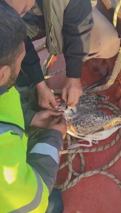 Deniz ortasında ağlara dolanmış bir şekilde ölümü bekliyordu... Balıkçılar onu görünce hemen yardımına koştu. Helal olsun size - Resim : 1