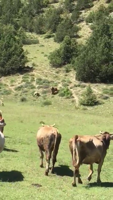 Dev cüsseli aç yaratıklar sürüye saldırmak için hazırlandı. Ancak hesaba katmadıkları kangallar tarafından geri püskürtüldüler. O anlar anbean kayda alındı - Resim : 1