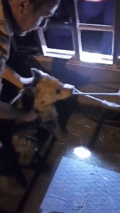 Yavru ayı köy muhtarının yanına kadar indi. Onu gören muhtar korkmadan arabasına koyup tek bir şey yaptı - Resim : 1