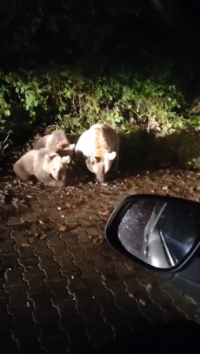 Bursa'da vatandaşlar gece karanlıkta onları gördü, bir daha bırakmadılar. Onlar şimdi kocaman oldu - Resim : 1